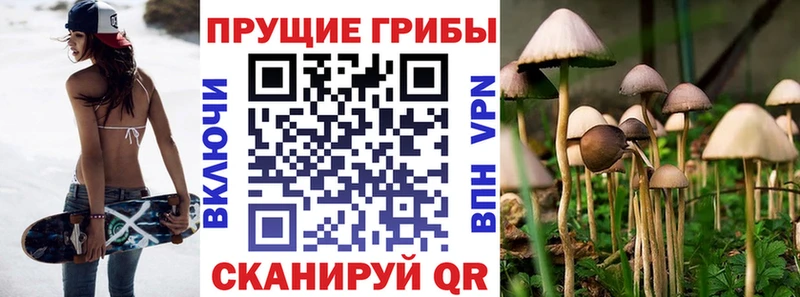 Псилоцибиновые грибы Cubensis Володарск